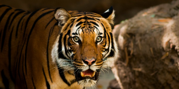 Giornata mondiale della tigre: ecco quelle più celebri del cinema e della Tv